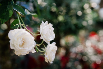 Obraz premium white roses in the garden