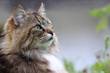 Das Gesicht einer hübschen neugierigen Norwegischen Waldkatze im Garten
