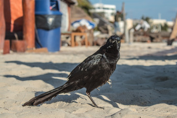 Great-tailed grackle or Mexican grackle looking for food at the beach. they are highly social birds, frequently looking for left overs in the sand