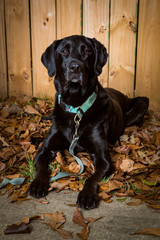 black lab aka, Blackzilla