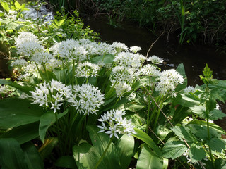 Bärlauch (Allium ursinum) - blühende Pflanzen