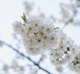 
delicate flowers of blooming cherry