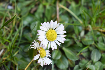 Obraz premium Piękna biało żółta stokrotna na trawie.