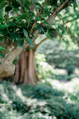 tree in the forest