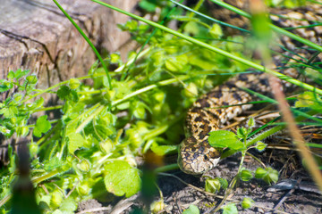Hungarian meadow viper in the grass in Spring