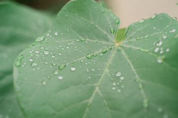 water drops on leaf