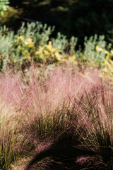 wild flowers in the morning sun