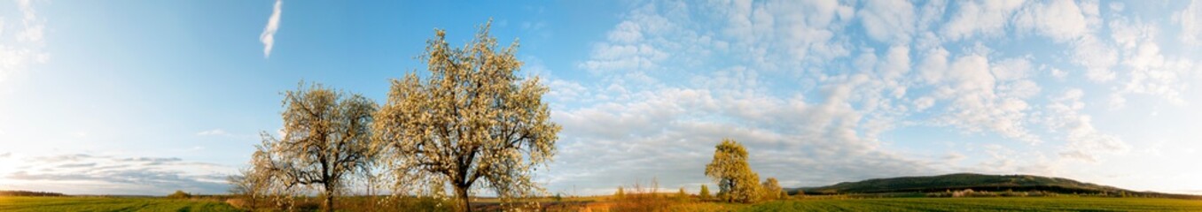 Fototapeta premium Panorama view of mountain meadow with flowering pear trees against a backdrop of spruce forest and picturesque sky
