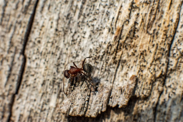 Macro Photography / Fotografia macro