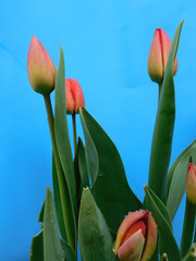 
Flowers of Victory: Crane Tulips