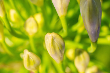 Macro Photography / Fotografia macro