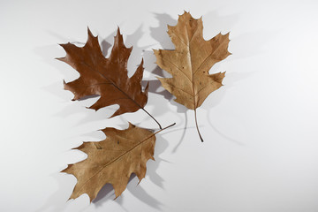 Suche brązowe liście na białym tle.