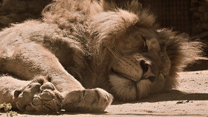 Beautiful lion lying on the sun