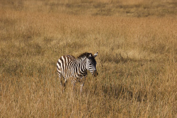 Obraz premium zebra in the african steppe under golden sunlight