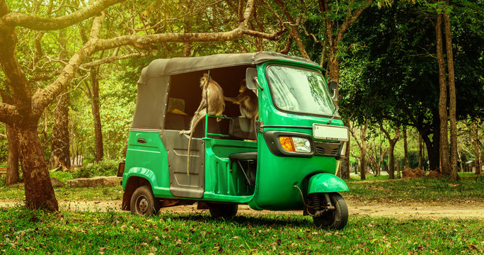 Monkeys climbed inside an empty parked tuk-tuk, and play the role of tourists who are now sitting at home because of coronavirus quarantine, like auto rickshaw mototaxi drivers.