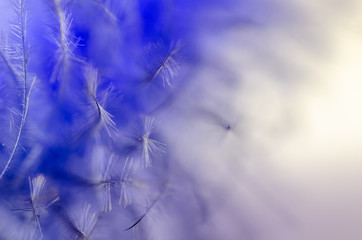 Beautiful and elegance blue feather, close up