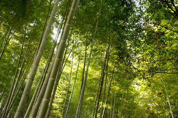 Fototapeta na wymiar Arashiyama Bamboo Grove