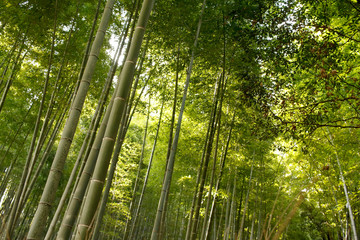 Obraz premium Arashiyama Bamboo Grove