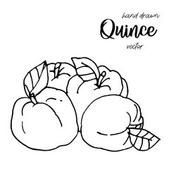 Hand drawn quince sketch style vector illustration. Quince apple with leaf ink illustration.