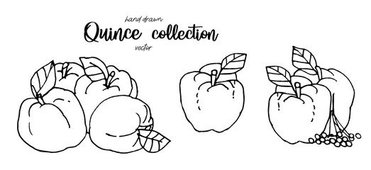 Hand drawn quince sketch style vector illustration. Quince apple with leaf ink illustration.