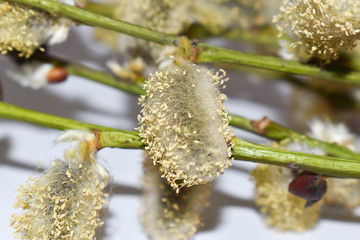 Pączki na łodygach płaczącej wierzby. © Krzysztof Głowacki