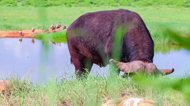HD close up video of an African buffalo grazing at a waterhole in Tsavo East National Park, Kenya. It's a wildlife in Africa.