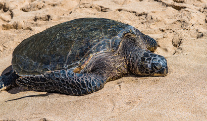 Honu on the Beach