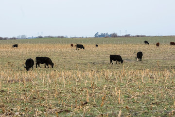 Cattle in Argentine countryside, Buenos Aires Province, Argentina.