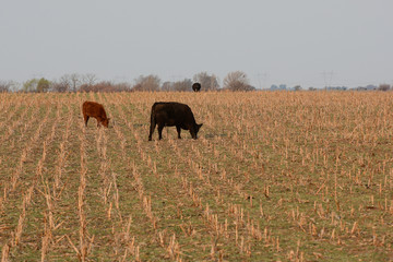 Cattle in Argentine countryside, Buenos Aires Province, Argentina.