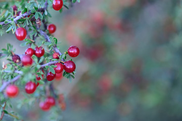 Red Wild fruits, in Patagonia Forest, Argentina