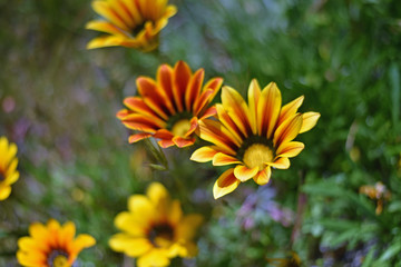 African Daisy