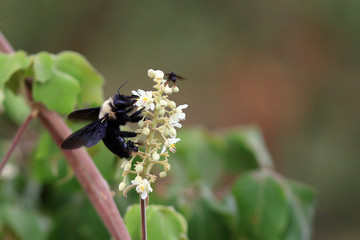 photo of a bumblebee (Bombus) pollinating a field flower in Bahia; Brazil