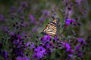 Monarch Butterfly on Purple Iron Weed Wildflowers
