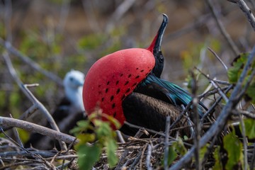 Frigate bird