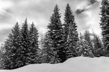 Fototapeta na wymiar winter forest in the snow with dramatic clouds - black and white