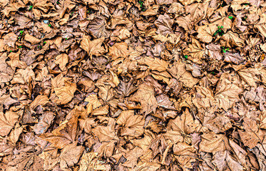 A field with a mass of dried leaves as a graphic background