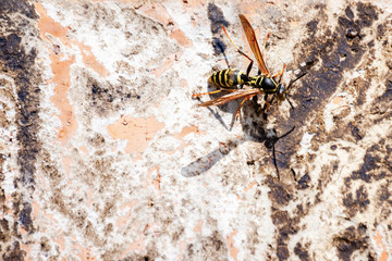 A wasp or yellow jacket climbing around on a brick wall on a sunny spring day.  Lots of copy space.