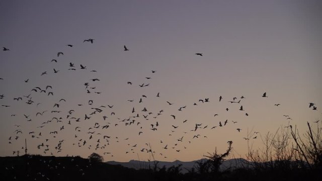 pajaros volando sobre ria y detras pueblo anocheciendo