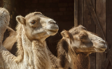 Portrait of Camel