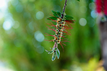 Red flower beautiful 