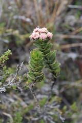 Flora del páramo Santurban