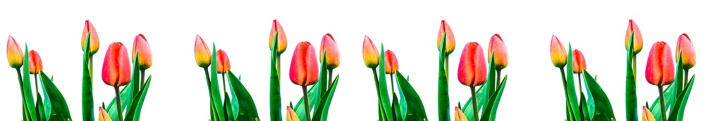 
A border of Dutch tulips on a white background. The symbol of victory. Flowers isolate