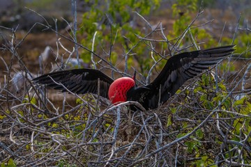 Frigate bird