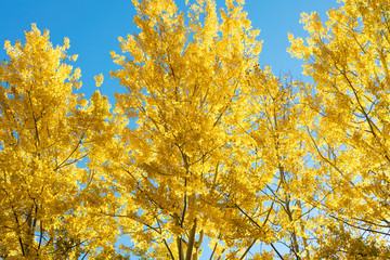 Golden aspen against blue sky