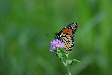 Monarch Butterfly on Purple Clover Flower, Green Background