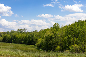 Fototapeta na wymiar Green forest beside lush meadow grass, blue sky with clouds, horizontal aspect