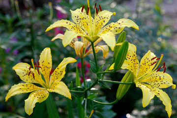 Flowers of an Asian hybrid of lilies