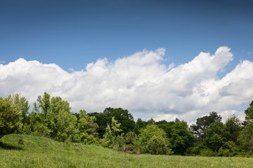 Treeline and green meadow topped with white clouds and blue sky, creative copy space, horizontal aspect