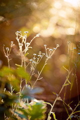 morning in the forest; backlit wildflowers