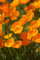 Fototapeta premium orange poppy flower